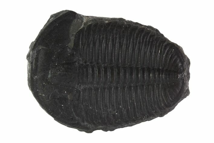 Large, Elrathia Trilobite Fossil - Utah #91872